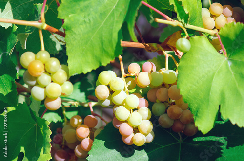 Ripe sweet bunches of grapes, close-up.