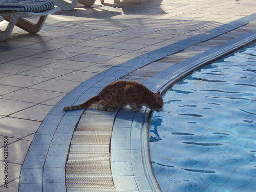 Eine Katze trinkt das Wasser aus dem Pool photo