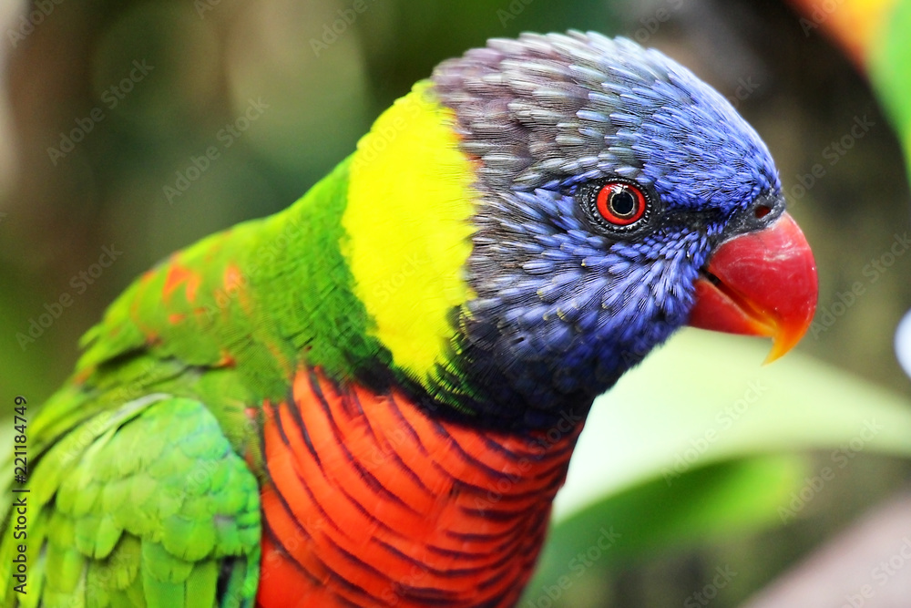 Rainbow lorikeet Rainbow lorikeet