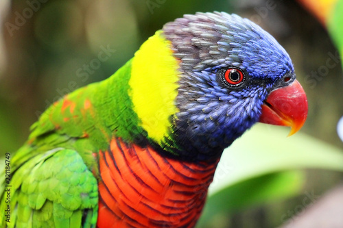 Rainbow lorikeet © Shannon Dunaway