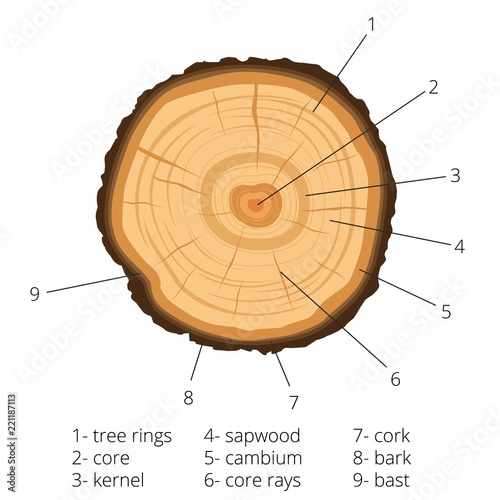 Circular cross-section of a tree with annual rings with signed pieces of wood. Vector illustration