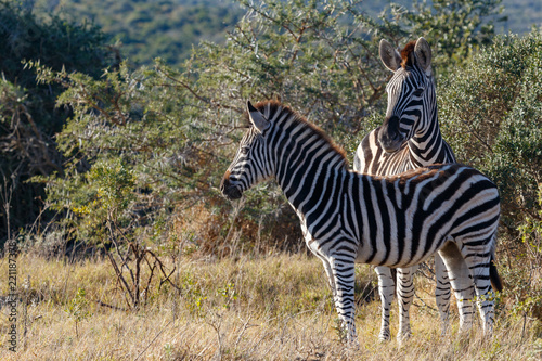 Zebras standing close to each other