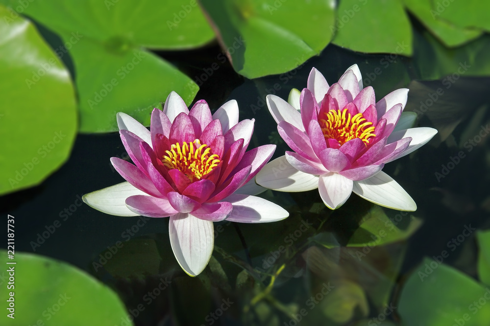 amazingly beautiful red-pink lilies swim in the lake among the green leaves amazingly beautiful red-pink lilies swim in the lake among the green leaves