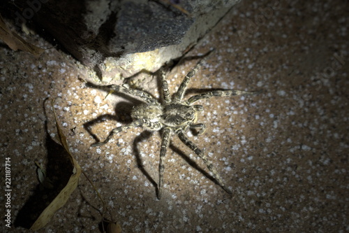 Wolf spider   Tarantula  Lycosa singoriensis  in the light of a lantern