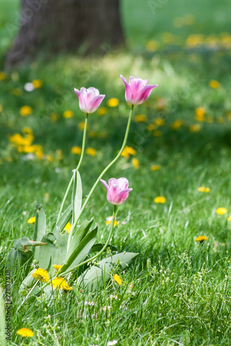 April tulips in the Danube Park of Vienna
