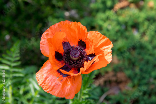 Fototapeta Naklejka Na Ścianę i Meble -  Corn poppies (Papaver rhoeas)