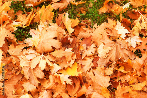 yellow leaves on green grass as background - beautiful autumn landscape © soleg