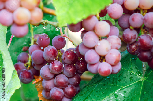 Bunches of ripe red grapes with dew drops.