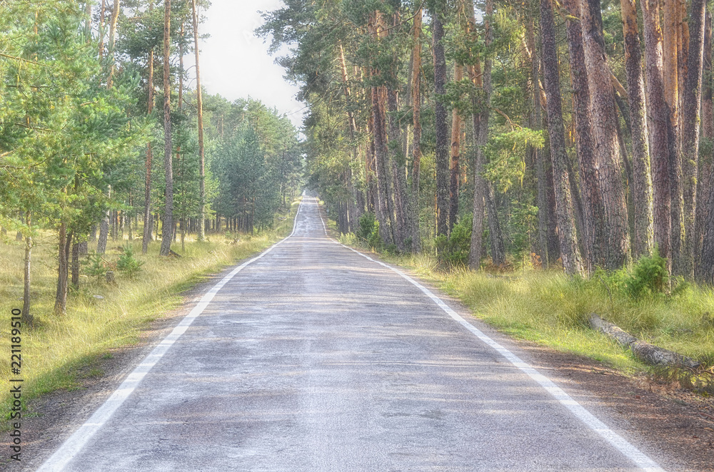 Fototapeta premium Mountain road. Scots pine (Pinus sylvestris) forest to both sides. Moment of sunlight after the rain. Sunny autumnal scene. Soft focus
