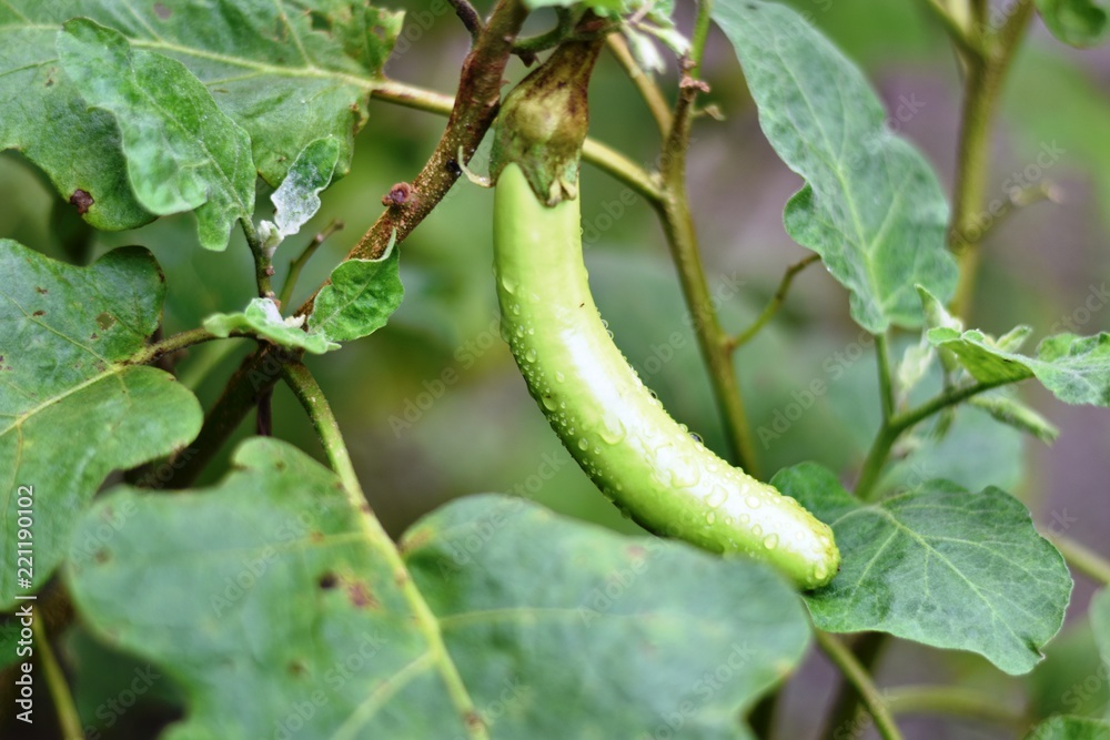 green brinjal