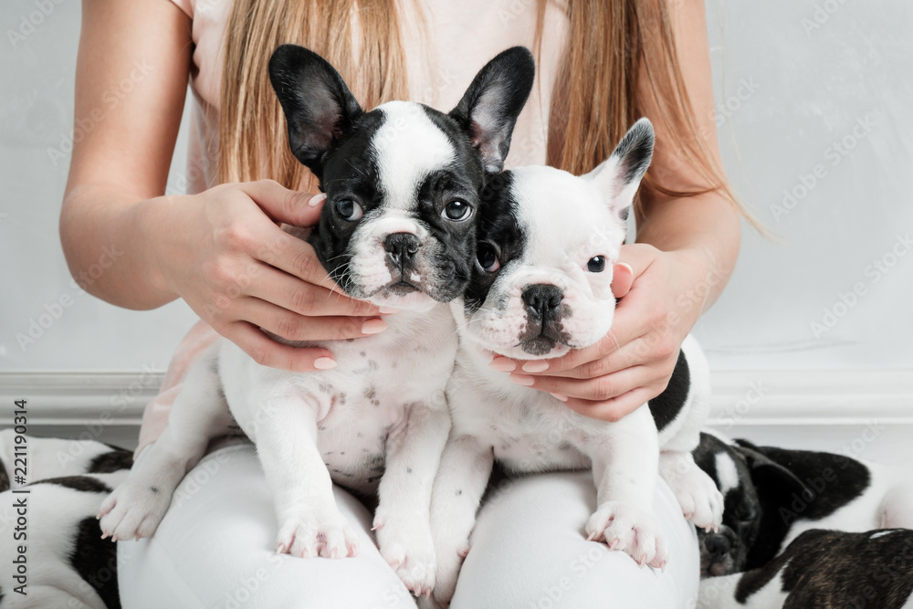 Young beautiful girl hugging a many puppies of a French bulldog Young beautiful girl hugging a many puppies of a French bulldog