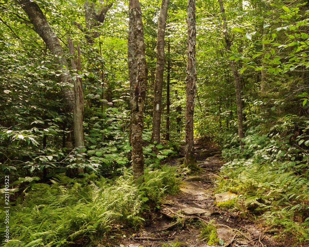 Hiking trail through the green tunnel Hiking trail through the green tunnel
