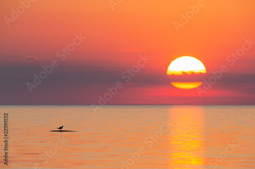 Fototapeta Naklejka Na Ścianę i Meble -  Seagull enjoying the sunset