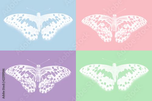 Top and bottom view of lime butterfly, Papilio demoleus, on colorful background