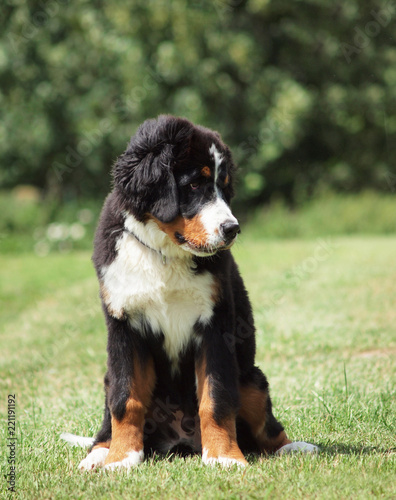 Berner Sennenhund