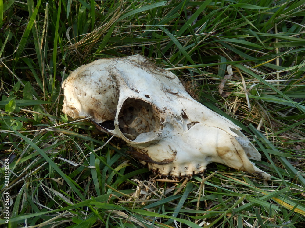 Poster Gros plan d&#39;un crâne de chevreuil trouvé dans un champ en  Dordogne, France. Peut-être un faon en raison de la taille du crâne. -  NikkelArt.be