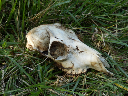 Close up of a Roe Deer skull found in a field in the Dordogne, France. Possibly a fawn owing to the size of the skull.