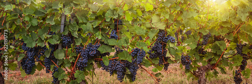 Weintrauben auf Weingut im Sonnenlicht