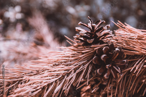Closeup of brown pine needles with a shallow depth of field