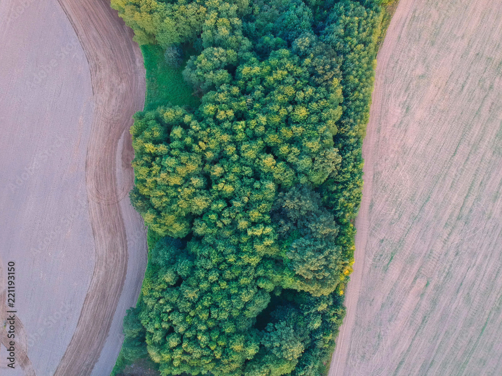 Aerial view on green forest in the middle of wheat field.