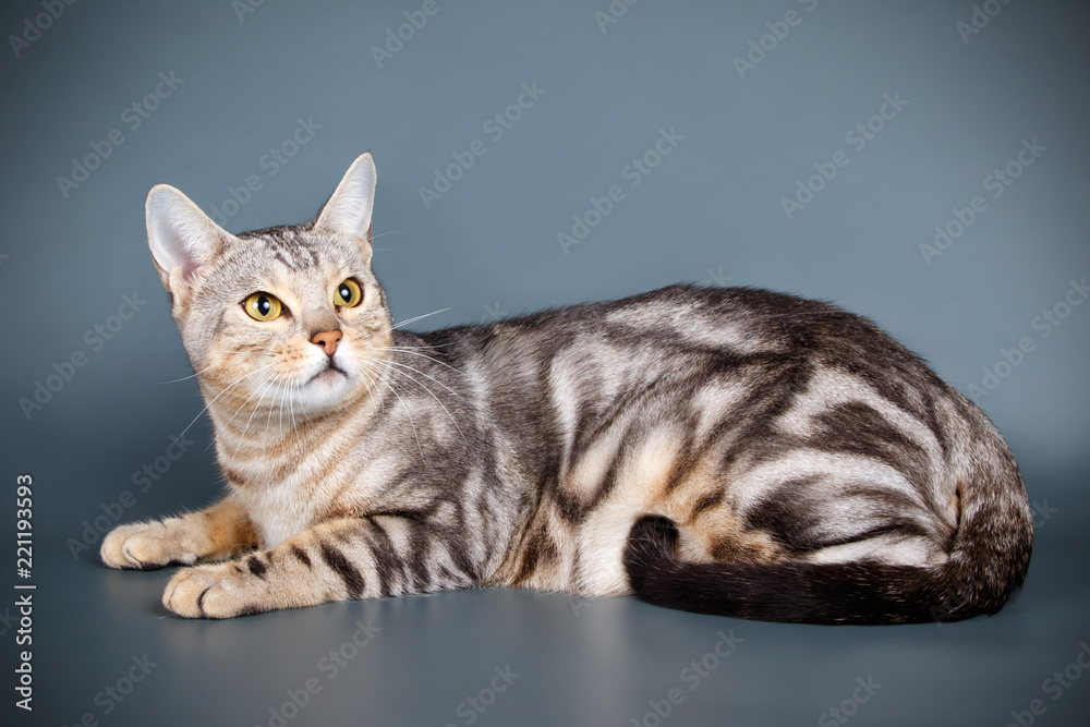 Obraz premium Bengal cat on colored backgrounds