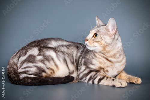 Bengal cat on colored backgrounds