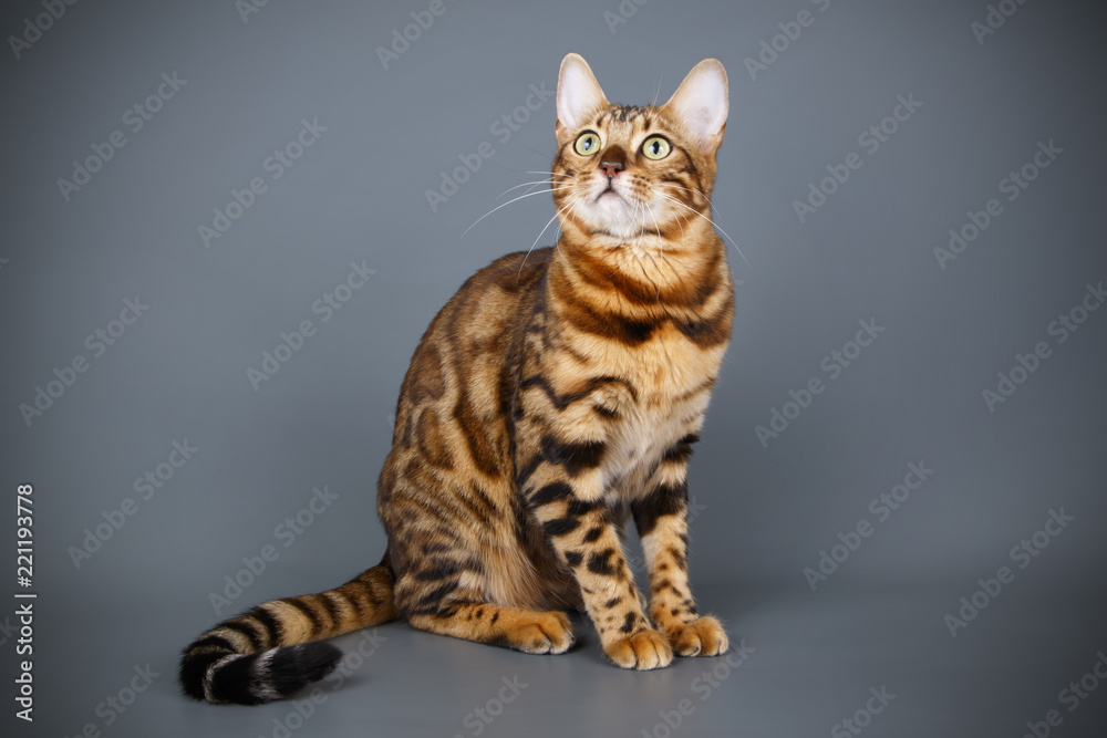 Bengal cat on colored backgrounds Bengal cat on colored backgrounds