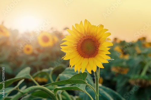 Fototapeta Naklejka Na Ścianę i Meble -  Sunflower in the field at sunset of the day