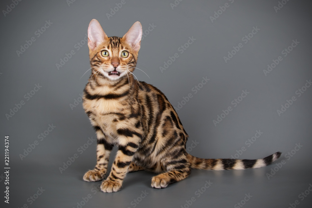 Obraz premium Bengal cat on colored backgrounds