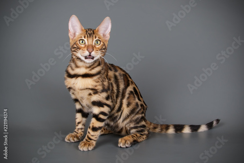 Bengal cat on colored backgrounds