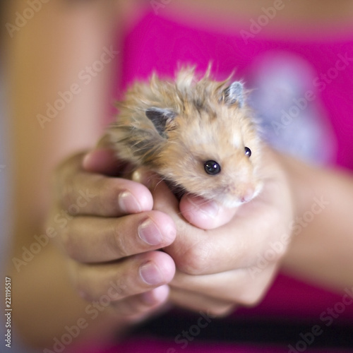 Fluffy hamster is held in the palms