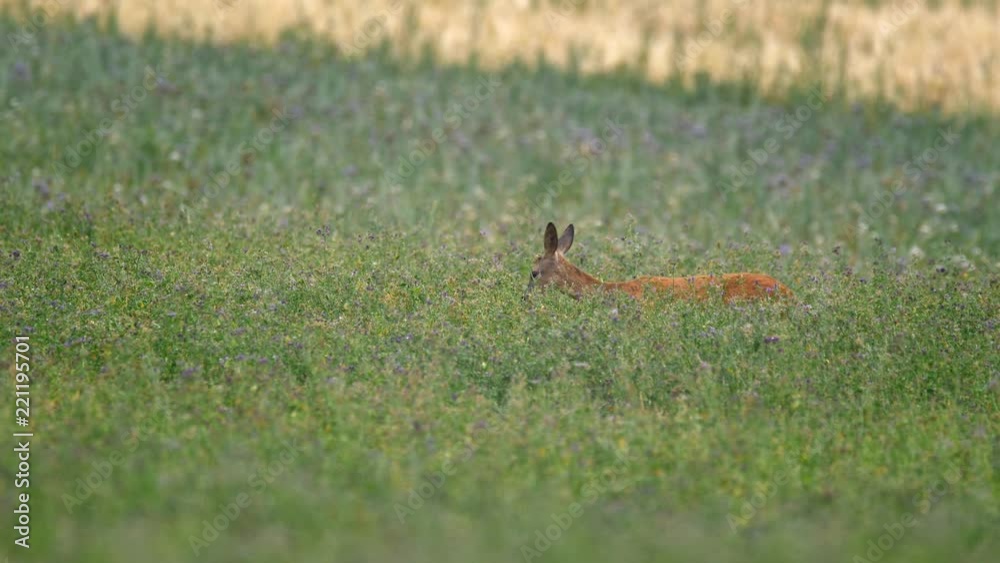 European roe deer (Capreolus capreolus) grazing near village European roe deer (Capreolus capreolus) grazing near village