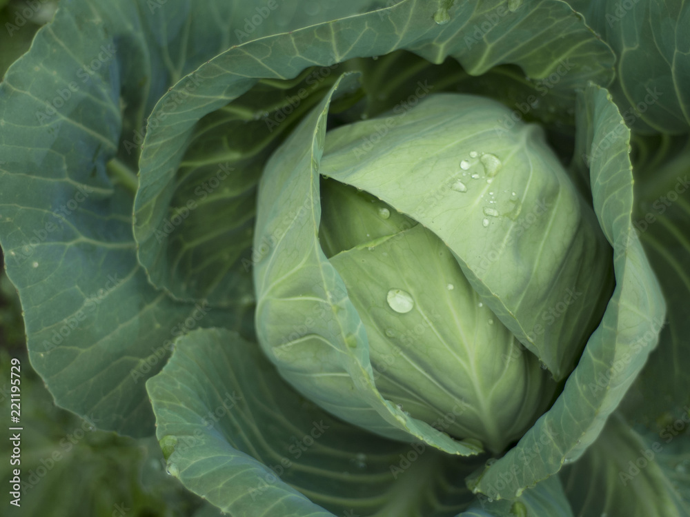 Fototapeta premium Detail top view cabbage in the garden. Fresh vegetables with water drops as natural background.