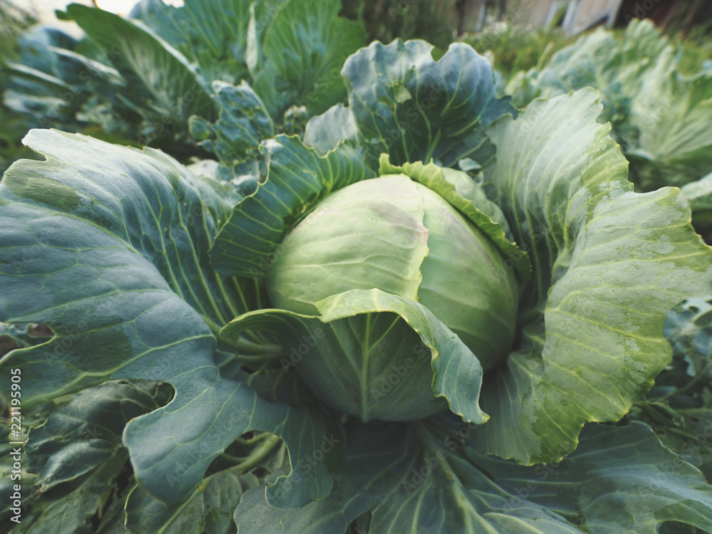 Detail top view cabbage in the garden. Detail top view cabbage in the garden.