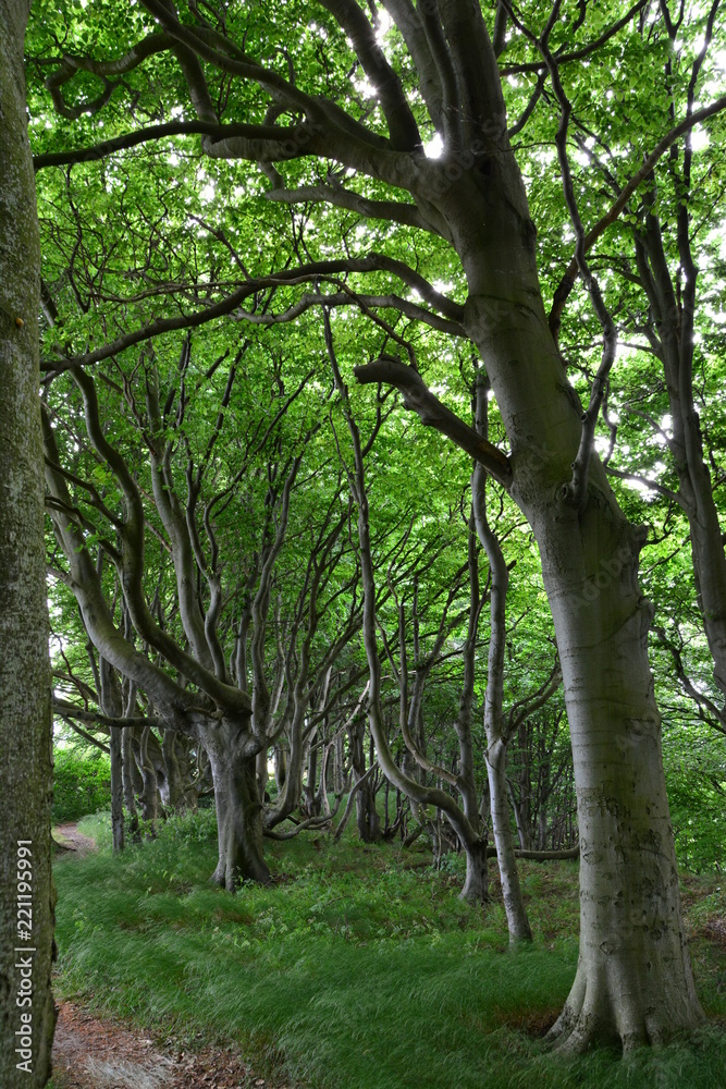 Old Coast Forest 