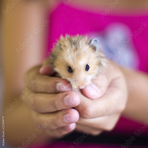 Fluffy hamster is held in the palms