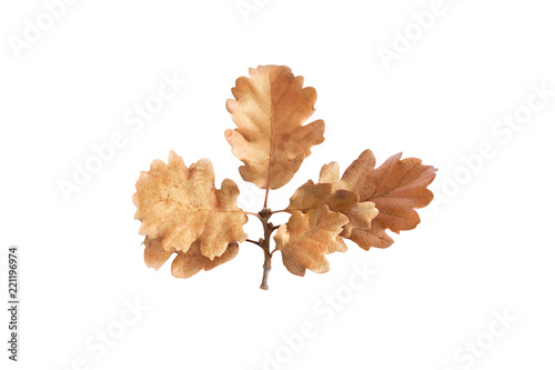 Dry oak leaves isolated on a white background
