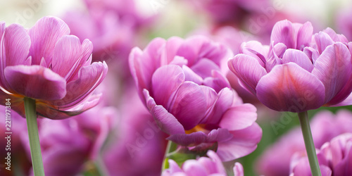 beautiful terry lilac tulips blooming in the park or in the garden