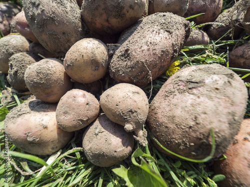 Potatoes on the green grass.