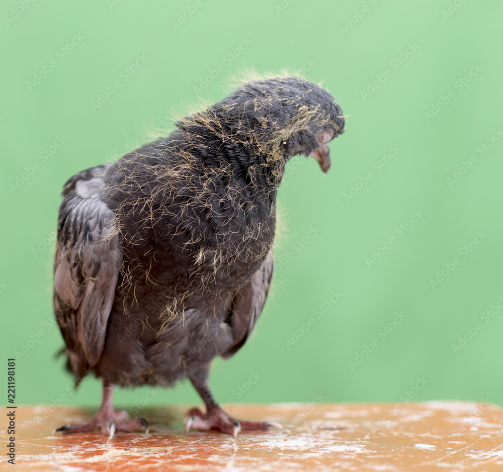 Obraz premium baby pigeons on a green background
