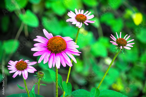 Pink Flower