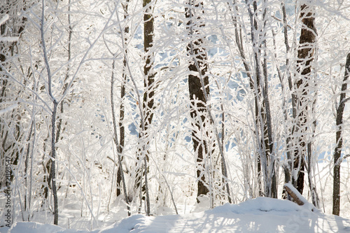 Winter background