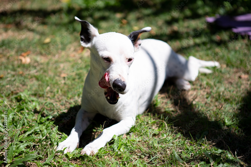 Happy dog