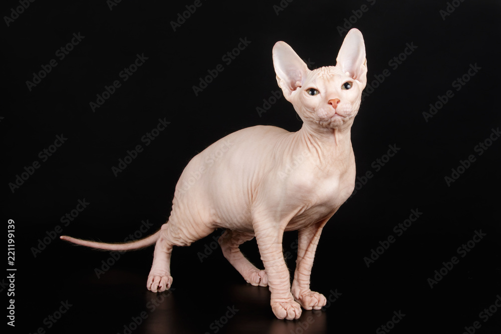 Don Sphinx cat on colored backgrounds