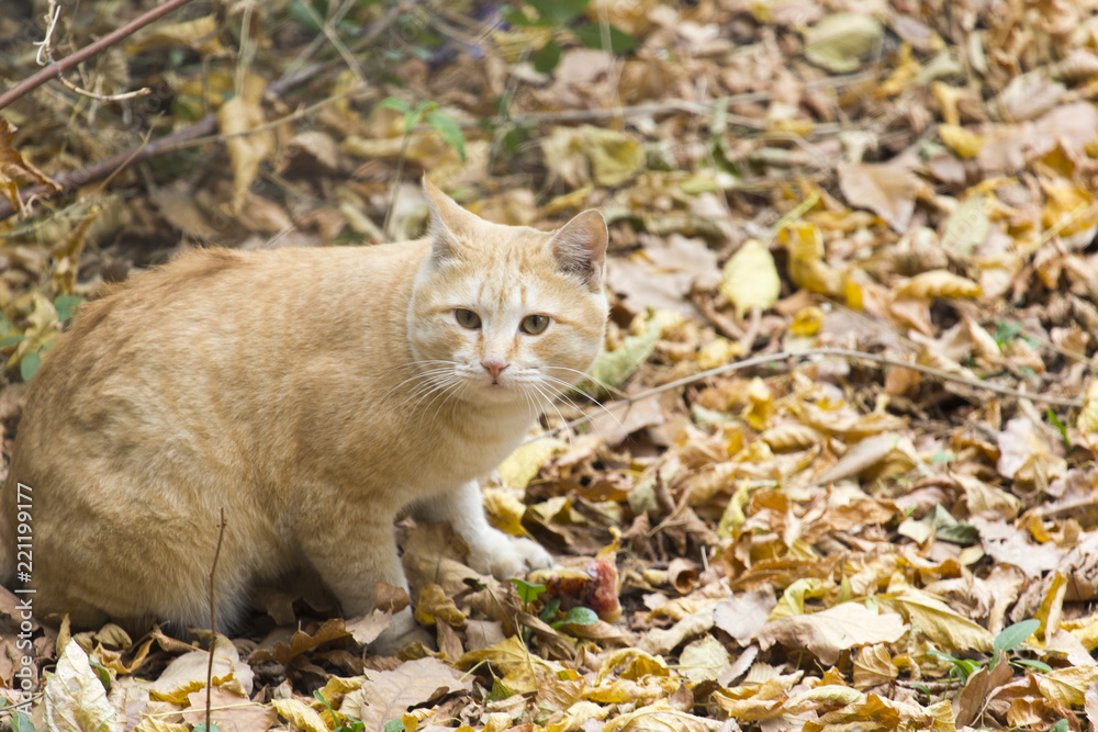 yellow cat on a background of yellow leaves