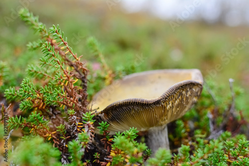 Old mushroom in a north forest nature in saami tundra