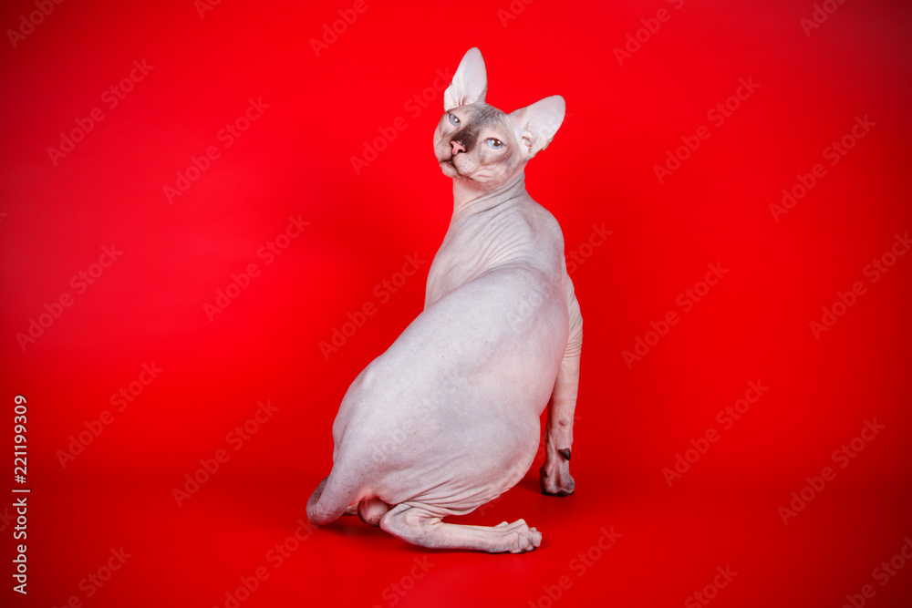 Don Sphinx cat on colored backgrounds
