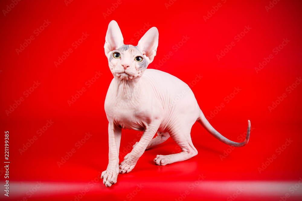 Don Sphinx cat on colored backgrounds