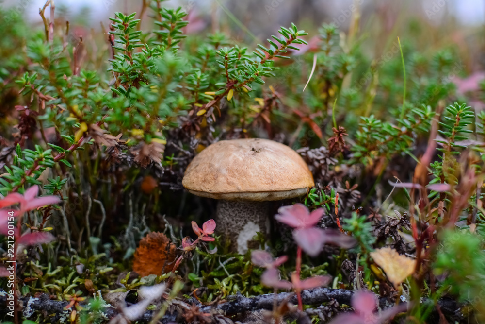 Small brown mushroom in a crowberry bushes in the finland forest Small brown mushroom in a crowberry bushes in the finland forest