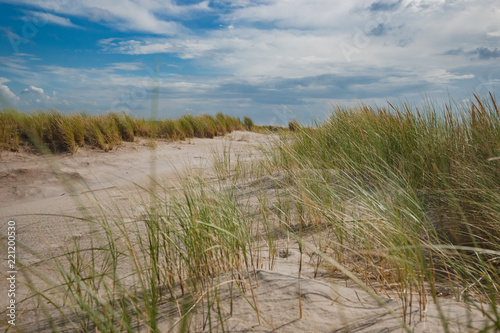 Cuadro en lienzo Grass covered sand dunes on the beach wuivend in de wind op een zonnige dag